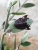 Ricania speculum